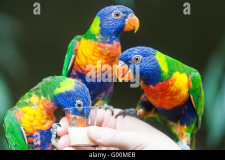 Regenbogen Lorikeet Papagei Stockfoto