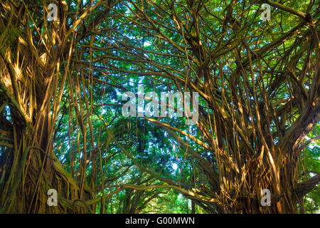 Riesigen Banyan-Baum in Hawaii Stockfoto