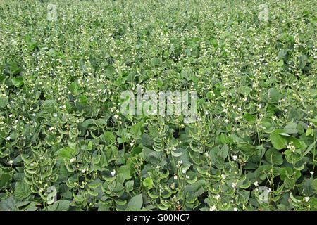 Indische Saubohnen Feld. Dicke Bohnen gehören zu den alten Anbau und am einfachsten zu wachsen. Stockfoto