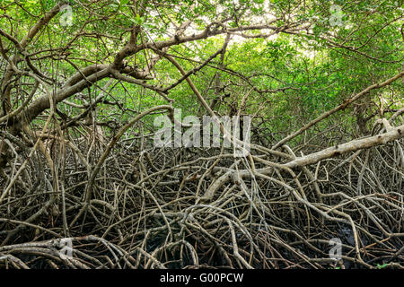 Grüne Mangroven Sumpf Regenwald Dichter Vegetation in Tobago Karibik Stockfoto