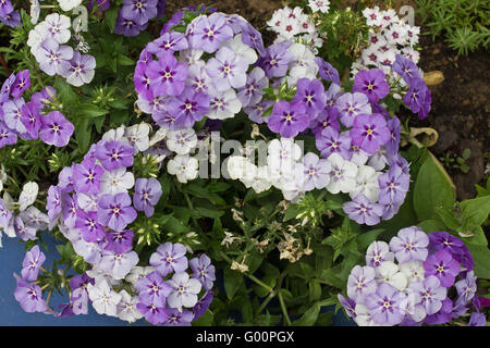 weiße und violette Blumen Lobularia closeup Stockfoto