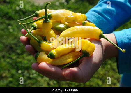 Chili Lemon Drop Stockfoto