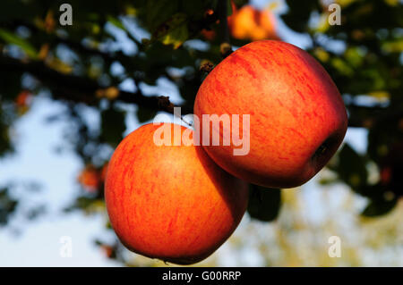 Bio Apfel Stockfoto