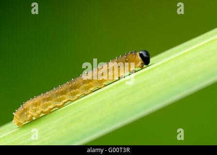 Blattwespen Symphyta Larve Stockfoto
