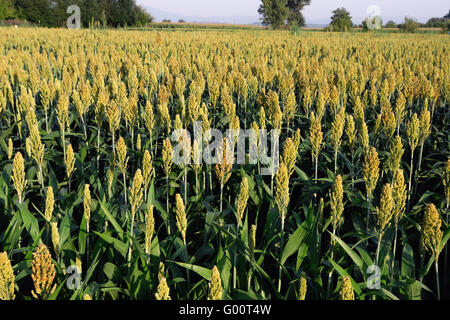 Sorghum-Anbau in einem Feld Stockfoto