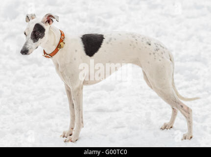 Whippet-weiblich. Stockfoto