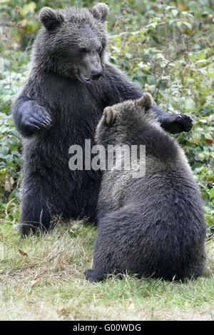 Brauner Bär Stockfoto