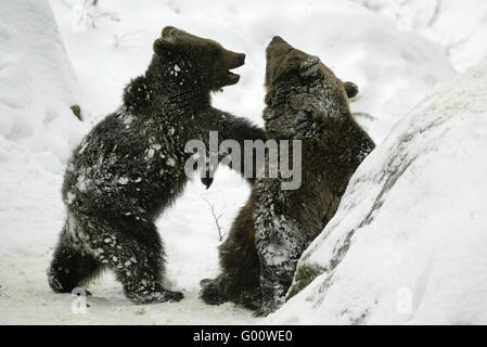 Brauner Bär Stockfoto