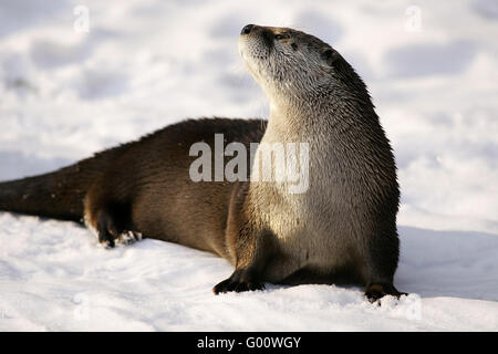 Europäischen Fischotter Stockfoto