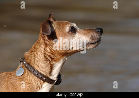 Jack Russell Terrier aufmerksam nass Stockfoto