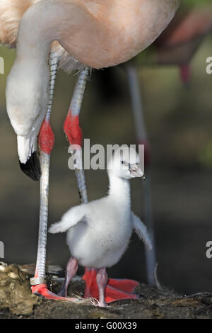 chilenische flamingo Stockfoto