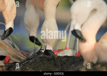 chilenische flamingo Stockfoto