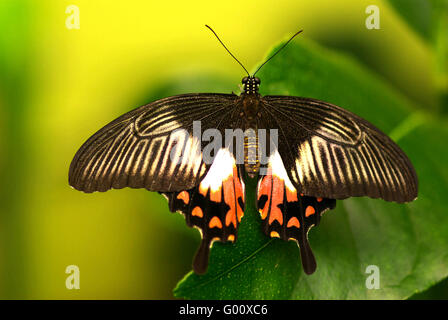 Scarlet Mormon Stockfoto