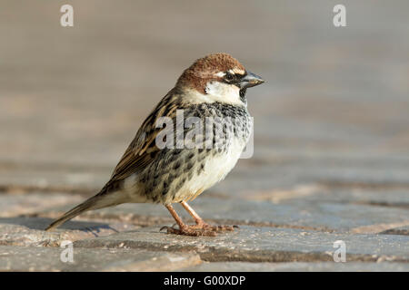 Spanische Sparrow Passer Hispaniolensis), Boa Vista, Kap Verde Stockfoto