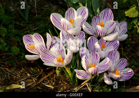 Krokus Stockfoto