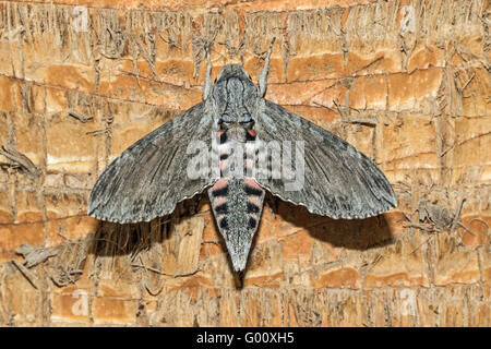 Convolvulus Hawk-Moth (Agrius Convolvuli), Boa Vista, Kap Verde Stockfoto