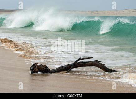 Wellen und Treibholz am Praia de Chaves, Boa Vista, Kap Verde Stockfoto