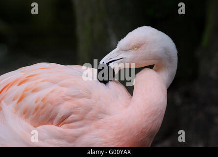 Chilenische flamingo Stockfoto