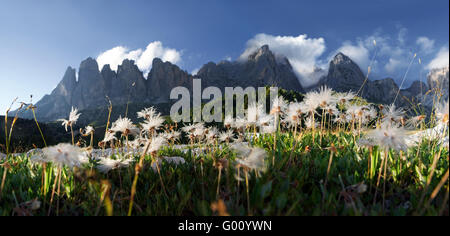 Mountain Avens Panorama(Dryas octopetala) in der P Stockfoto