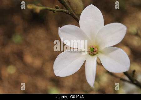 Stern-Magnolie Stockfoto