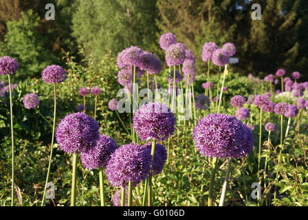 Zierlauch, Riesenlauch, Allium Giganteum ist eine wunderschoene