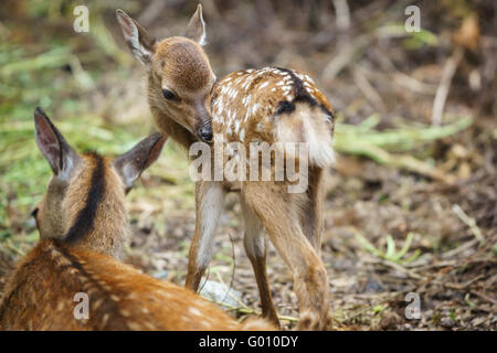 Mama-Hirsch und Reh, konzentrieren sich auf Kitze Auge Stockfoto