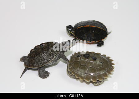 Schildkröten Jungtiere Stockfoto