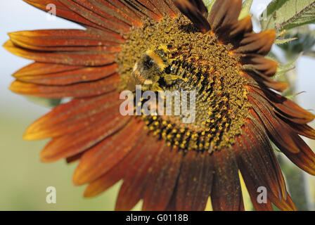 Sonnenhummel - Sonne-Hummel Stockfoto