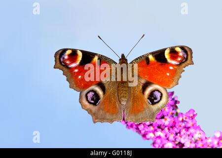 Tagpfauenauge, Aglais Io auf Sommer lila vor blauem Hintergrund Stockfoto