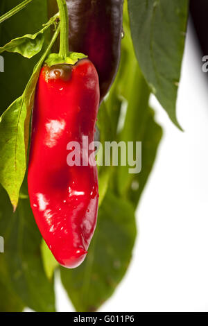 rote scharfe Chilischoten auf einem Baum Stockfoto