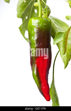 rote scharfe Chilischoten auf einem Baum Stockfoto