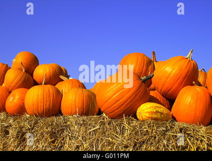 Kürbisse auf Strohballen (Heu) Stockfoto