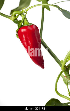 rote scharfe Chilischoten auf einem Baum Stockfoto