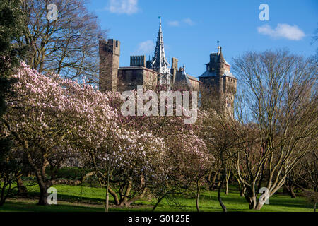 Cardiff Castle im Frühjahr von Bute Park mit Magnolien blühen blühen Cardiff South Wales UK Stockfoto