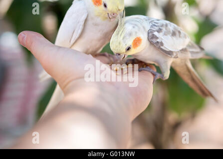 Papageien auf Seite Stockfoto