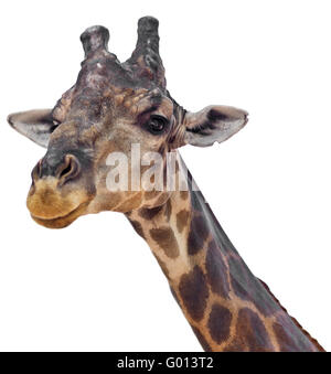 Schuss von Giraffen hautnah Stockfoto