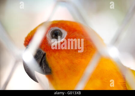 Sun Conure Papagei im Käfig Stockfoto