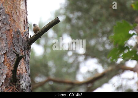 Eurasische Kleiber (Sitta Europaea), sitzt auf einem Baum. Stockfoto