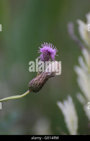 Blütenstände der schleichenden Distel (Cirsium Arvense), Blüte und mit Pappus. Stockfoto