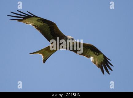 Rotmilan Stockfoto