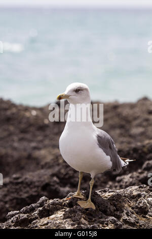 Europäische Silbermöwe Stockfoto