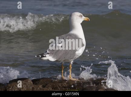 Europäische Silbermöwe Stockfoto