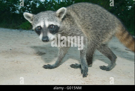 Pygmy Raccoon (Procyon Pygmaeus) vom Aussterben bedroht, die Insel Cozumel, Mexiko. Weniger als 500 bleiben bestehen. Stockfoto