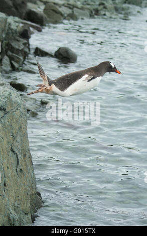 Gentoo Penguin (Pygoscelis Papua) Start ins Wasser, Trinity Island, antarktische Halbinsel, Antarktis Stockfoto