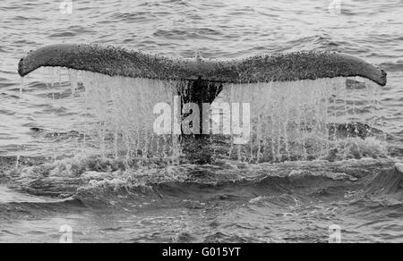 Buckelwal (Impressionen Novaeangliae) Wasser rennt Egel in Tauchen, Antarktis. schwarz / weiß Stockfoto