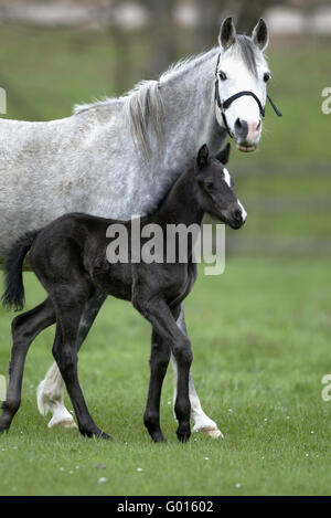 Deutsche Riding Pony Stockfoto