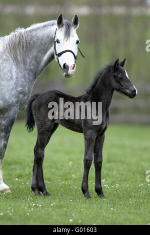 Deutsche Riding Pony Stockfoto