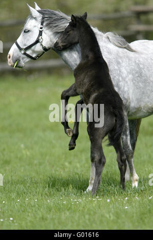 Deutsche Riding Pony Stockfoto