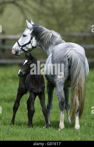 Deutsche Riding Pony Stockfoto