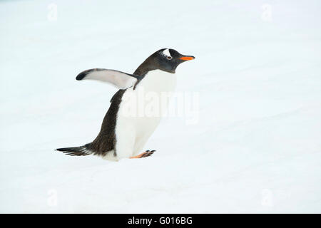 Gentoo Penguin (Pygoscelis Papua) Danco Insel, antarktische Halbinsel, Antarktis Stockfoto